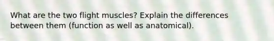 What are the two flight muscles? Explain the differences between them (function as well as anatomical).