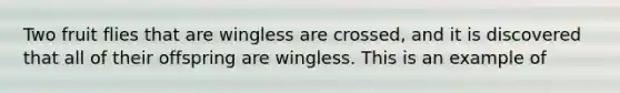 Two fruit flies that are wingless are crossed, and it is discovered that all of their offspring are wingless. This is an example of