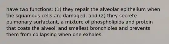 have two functions: (1) they repair the alveolar epithelium when the squamous cells are damaged, and (2) they secrete pulmonary surfactant, a mixture of phospholipids and protein that coats the alveoli and smallest bronchioles and prevents them from collapsing when one exhales.