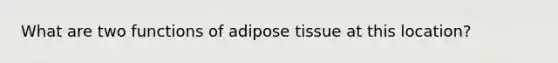 What are two functions of adipose tissue at this location?