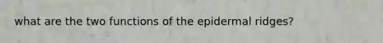 what are the two functions of the epidermal ridges?