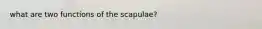 what are two functions of the scapulae?