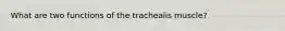 What are two functions of the trachealis muscle?