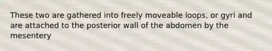 These two are gathered into freely moveable loops, or gyri and are attached to the posterior wall of the abdomen by the mesentery