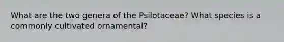 What are the two genera of the Psilotaceae? What species is a commonly cultivated ornamental?