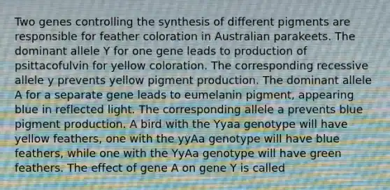 Two genes controlling the synthesis of different pigments are responsible for feather coloration in Australian parakeets. The dominant allele Y for one gene leads to production of psittacofulvin for yellow coloration. The corresponding recessive allele y prevents yellow pigment production. The dominant allele A for a separate gene leads to eumelanin pigment, appearing blue in reflected light. The corresponding allele a prevents blue pigment production. A bird with the Yyaa genotype will have yellow feathers, one with the yyAa genotype will have blue feathers, while one with the YyAa genotype will have green feathers. The effect of gene A on gene Y is called