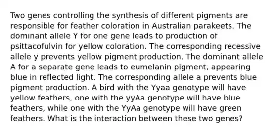 Two genes controlling the synthesis of different pigments are responsible for feather coloration in Australian parakeets. The dominant allele Y for one gene leads to production of psittacofulvin for yellow coloration. The corresponding recessive allele y prevents yellow pigment production. The dominant allele A for a separate gene leads to eumelanin pigment, appearing blue in reflected light. The corresponding allele a prevents blue pigment production. A bird with the Yyaa genotype will have yellow feathers, one with the yyAa genotype will have blue feathers, while one with the YyAa genotype will have green feathers. What is the interaction between these two genes?