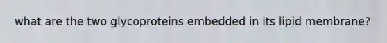 what are the two glycoproteins embedded in its lipid membrane?