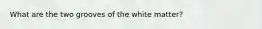 What are the two grooves of the white matter?