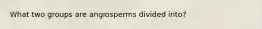 What two groups are angiosperms divided into?
