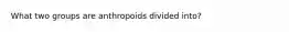 What two groups are anthropoids divided into?