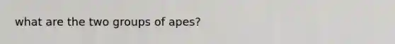 what are the two groups of apes?