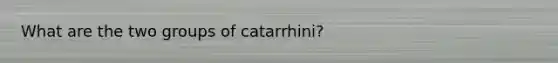 What are the two groups of catarrhini?