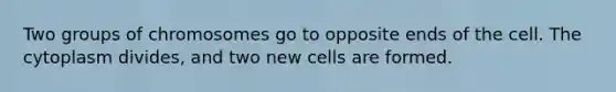 Two groups of chromosomes go to opposite ends of the cell. The cytoplasm divides, and two new cells are formed.