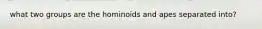 what two groups are the hominoids and apes separated into?