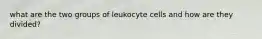 what are the two groups of leukocyte cells and how are they divided?