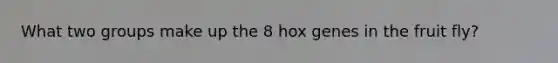 What two groups make up the 8 hox genes in the fruit fly?