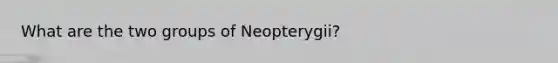 What are the two groups of Neopterygii?