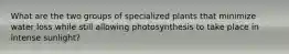 What are the two groups of specialized plants that minimize water loss while still allowing photosynthesis to take place in intense sunlight?