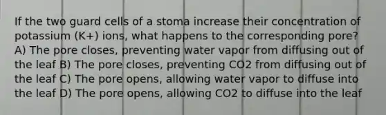 If the two guard cells of a stoma increase their concentration of potassium (K+) ions, what happens to the corresponding pore? A) The pore closes, preventing water vapor from diffusing out of the leaf B) The pore closes, preventing CO2 from diffusing out of the leaf C) The pore opens, allowing water vapor to diffuse into the leaf D) The pore opens, allowing CO2 to diffuse into the leaf