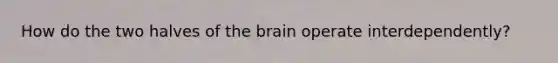 How do the two halves of the brain operate interdependently?