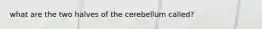 what are the two halves of the cerebellum called?