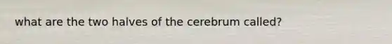 what are the two halves of the cerebrum called?