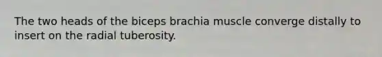 The two heads of the biceps brachia muscle converge distally to insert on the radial tuberosity.