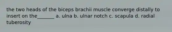 the two heads of the biceps brachii muscle converge distally to insert on the_______ a. ulna b. ulnar notch c. scapula d. radial tuberosity