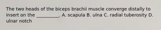 The two heads of the biceps brachii muscle converge distally to insert on the __________. A. scapula B. ulna C. radial tuberosity D. ulnar notch