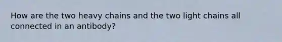 How are the two heavy chains and the two light chains all connected in an antibody?