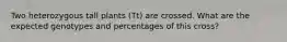 Two heterozygous tall plants (Tt) are crossed. What are the expected genotypes and percentages of this cross?