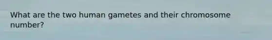 What are the two human gametes and their chromosome number?