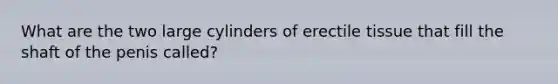 What are the two large cylinders of erectile tissue that fill the shaft of the penis called?