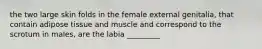 the two large skin folds in the female external genitalia, that contain adipose tissue and muscle and correspond to the scrotum in males, are the labia _________