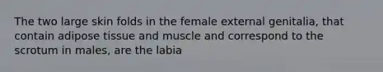 The two large skin folds in the female external genitalia, that contain adipose tissue and muscle and correspond to the scrotum in males, are the labia