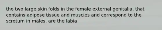 the two large skin folds in the female external genitalia, that contains adipose tissue and muscles and correspond to the scrotum in males, are the labia