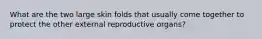 What are the two large skin folds that usually come together to protect the other external reproductive organs?