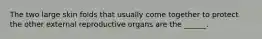 The two large skin folds that usually come together to protect the other external reproductive organs are the ______.