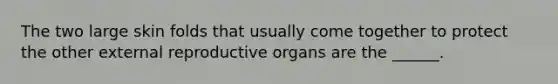 The two large skin folds that usually come together to protect the other external reproductive organs are the ______.