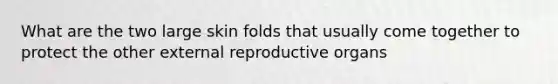 What are the two large skin folds that usually come together to protect the other external reproductive organs