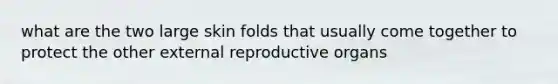 what are the two large skin folds that usually come together to protect the other external reproductive organs