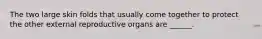 The two large skin folds that usually come together to protect the other external reproductive organs are ______.