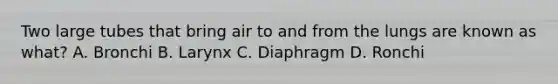 Two large tubes that bring air to and from the lungs are known as what? A. Bronchi B. Larynx C. Diaphragm D. Ronchi