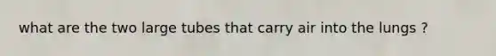 what are the two large tubes that carry air into the lungs ?