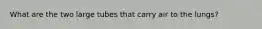 What are the two large tubes that carry air to the lungs?