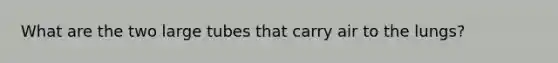 What are the two large tubes that carry air to the lungs?