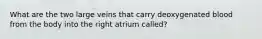 What are the two large veins that carry deoxygenated blood from the body into the right atrium called?