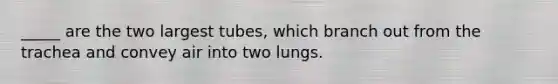 _____ are the two largest tubes, which branch out from the trachea and convey air into two lungs.