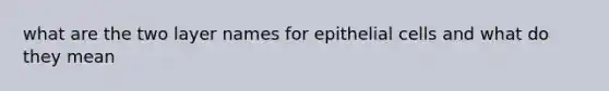 what are the two layer names for epithelial cells and what do they mean